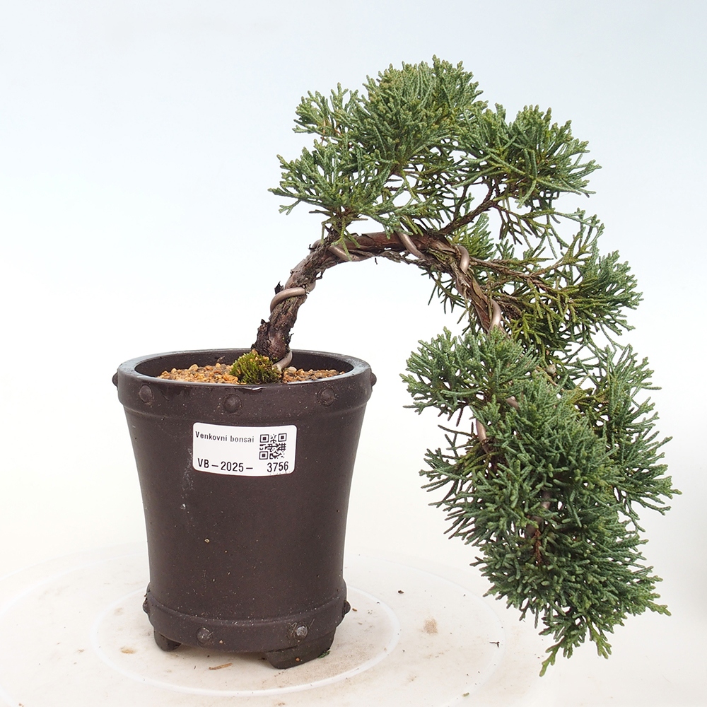 Bonsai für draußen - Juniperus chinensis Kishu