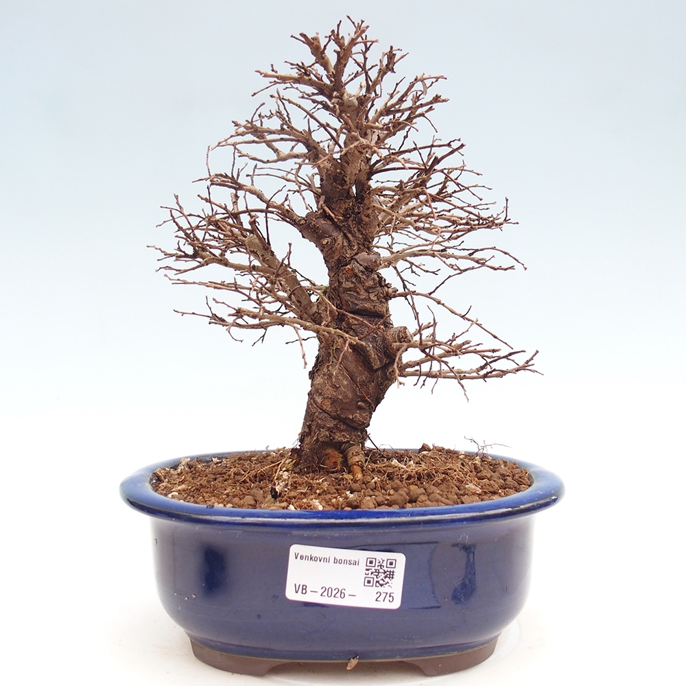 Bonsai für draußen - Zelkova - Zelkova NIRE