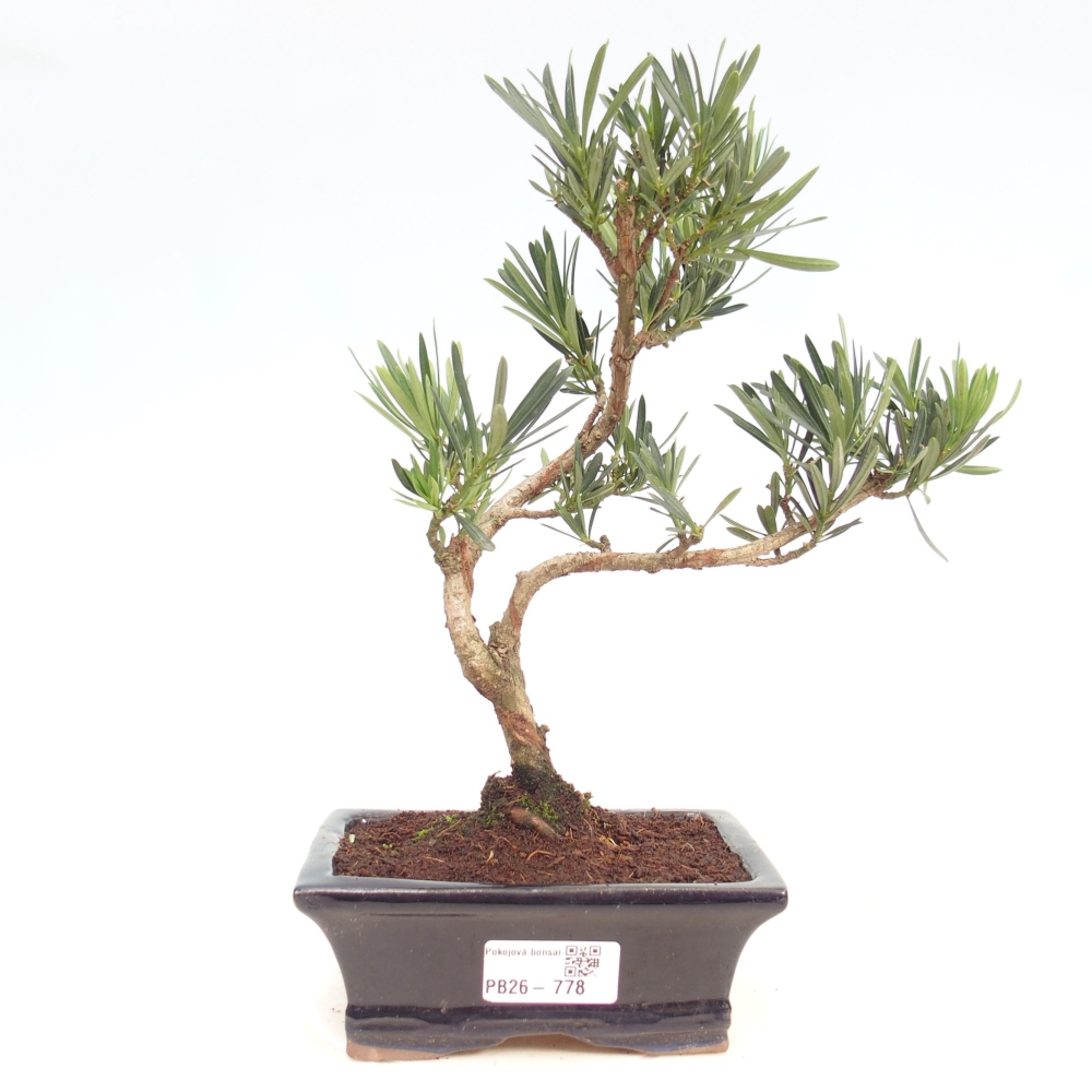 Zimmerbonsai - Podocarpus - Stein-Eibe
