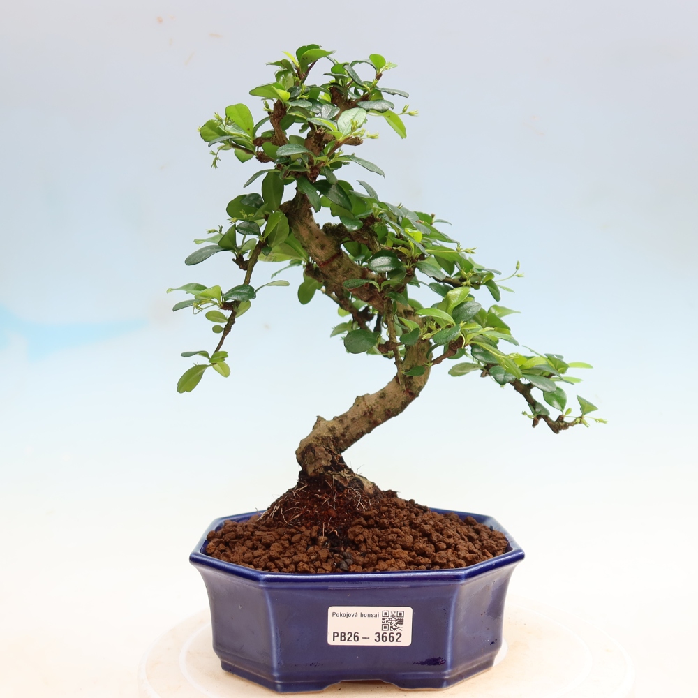 Zimmer-Bonsai - Carmona macrophylla - Tee-Fuki