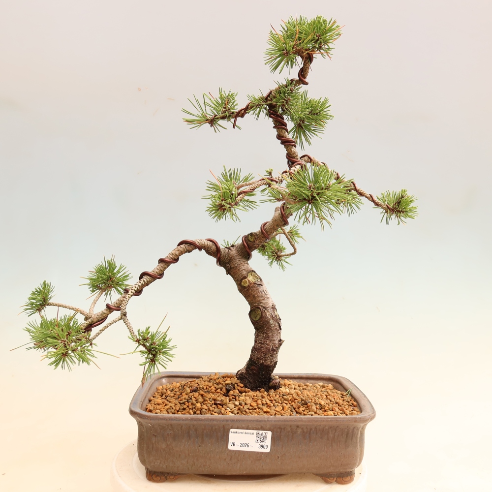 Bonsai für den Außenbereich – Pinus mugo Humpy – Zwergkiefer