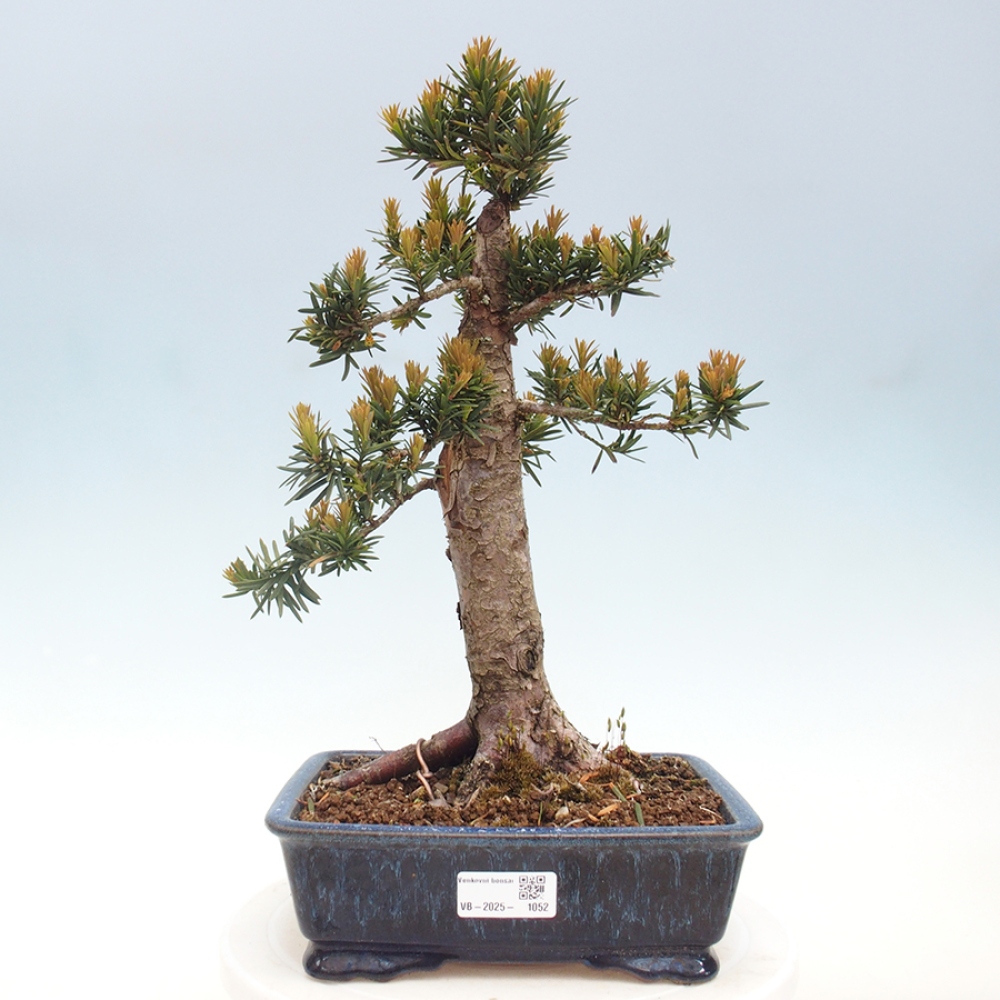 Bonsai für draußen - Taxus cuspidata - Japanische Eibe