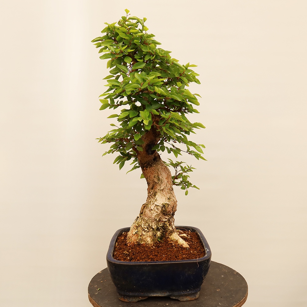 Bonsai für draußen - Karpinus Coreana - Koreanische Hainbuche
