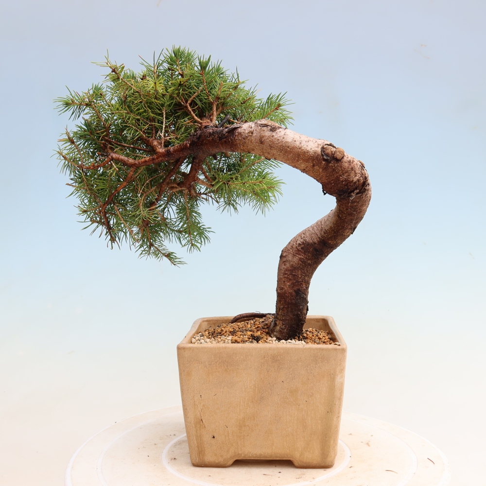 Bonsai für den Außenbereich – Graufichte – Picea glauca Globe