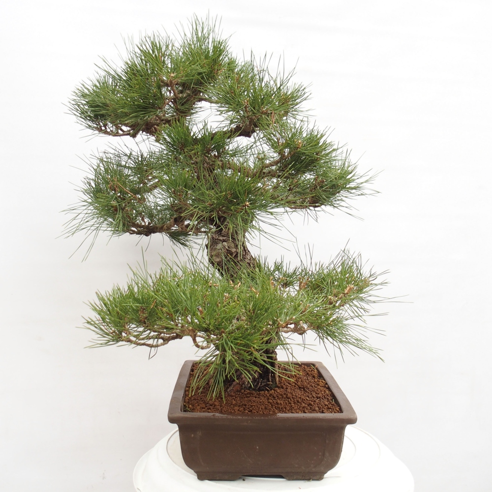 Bonsai für draußen - Pinus thunbergii - Thunberg-Kiefer