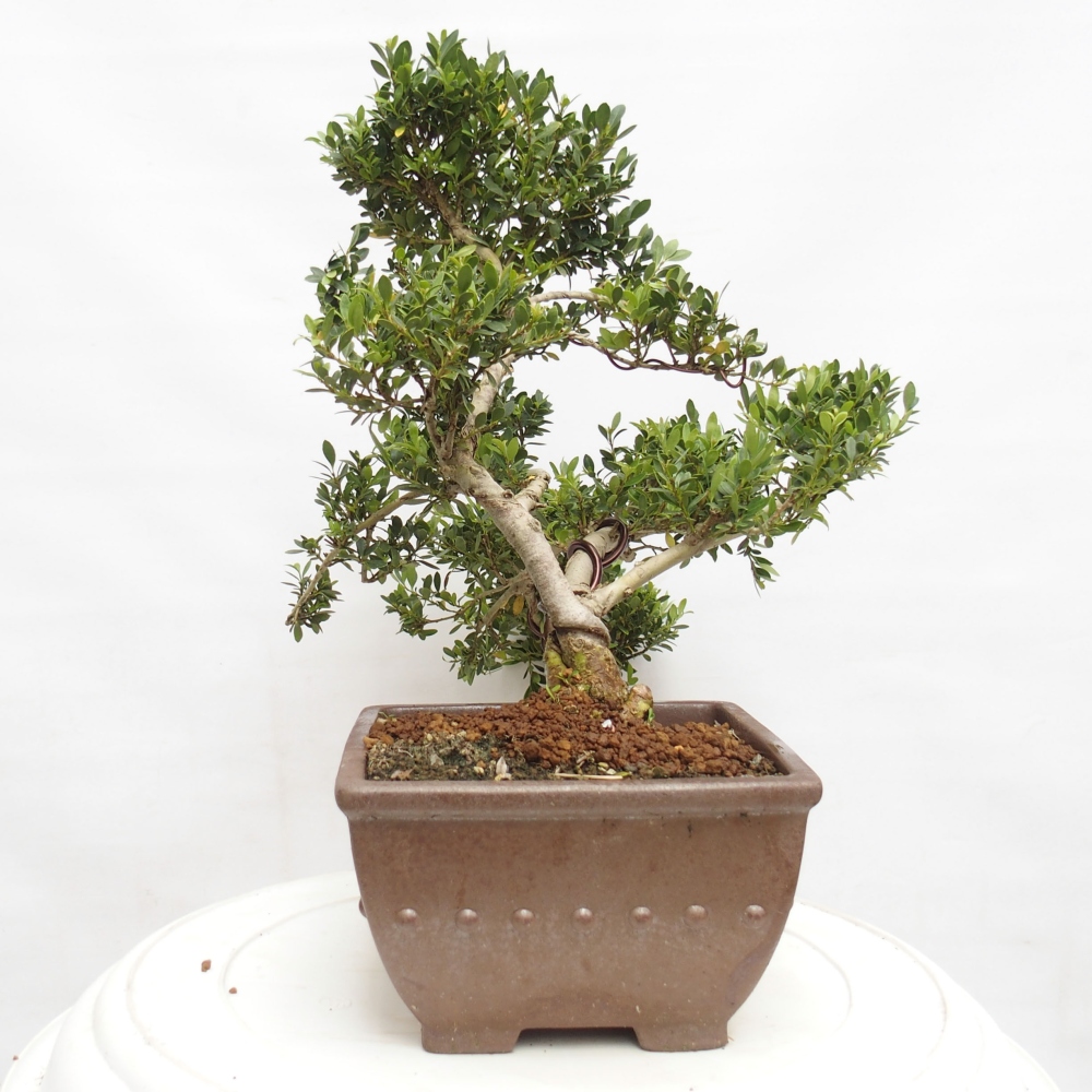 Zimmer Bonsai - Ilex crenata - Stechpalme