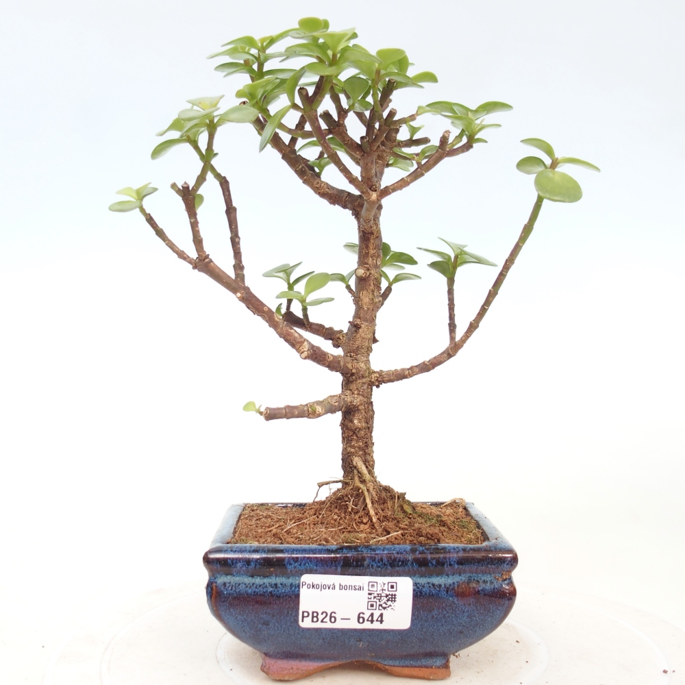 Zimmer Bonsai - Portulakaria Afra - Tlustice
