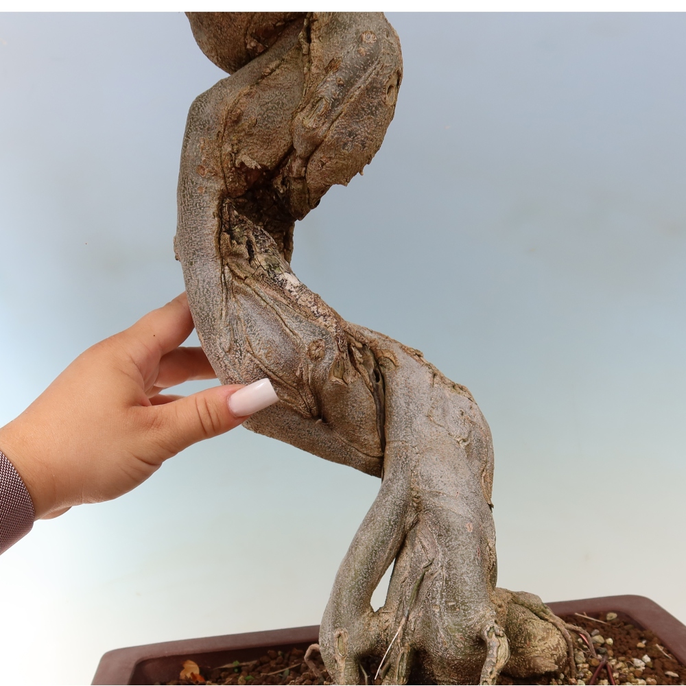 Bonsai für draußen - Acer Buergerianum - Bergahorn