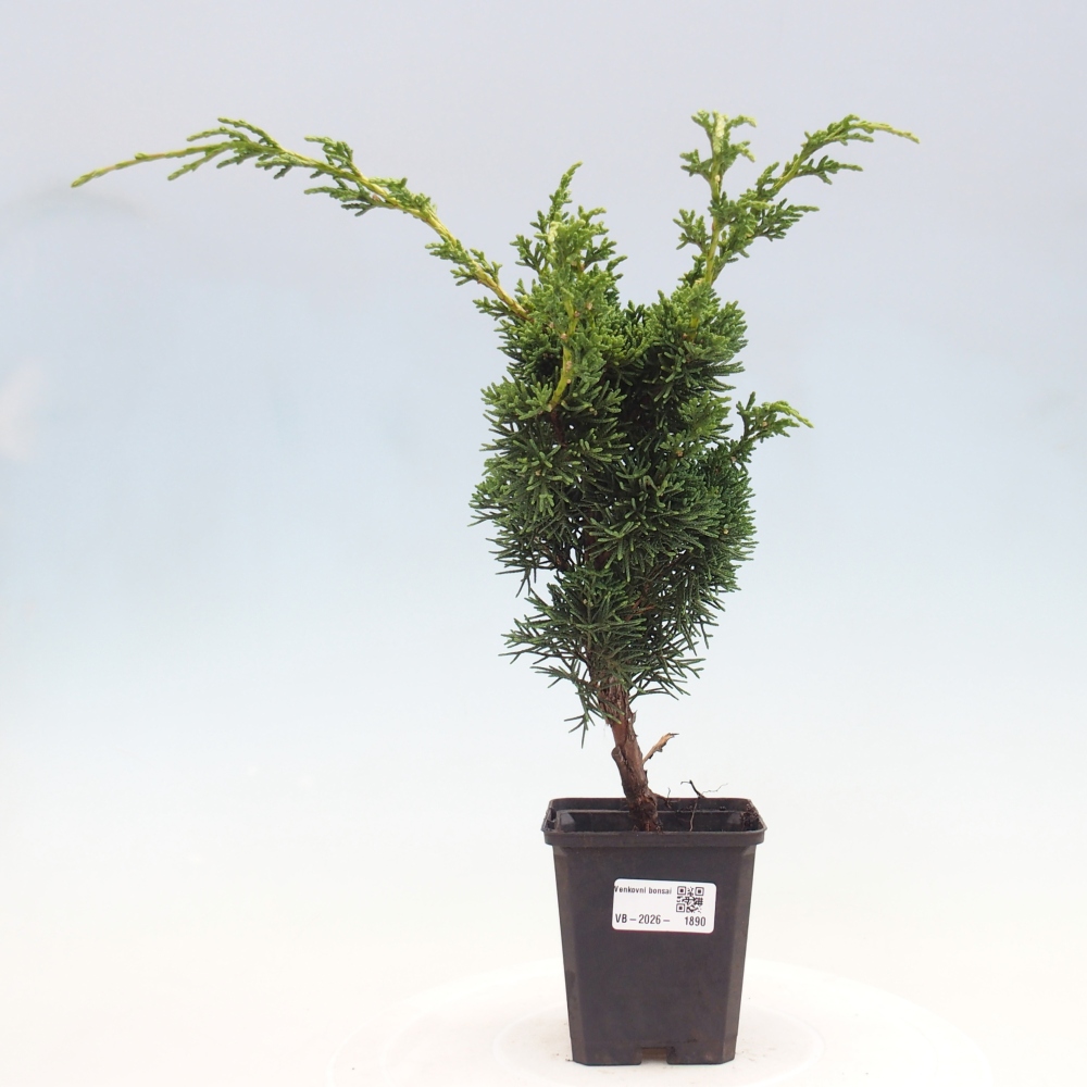 Bonsai für draußen - Juniperus chinensis Kishu