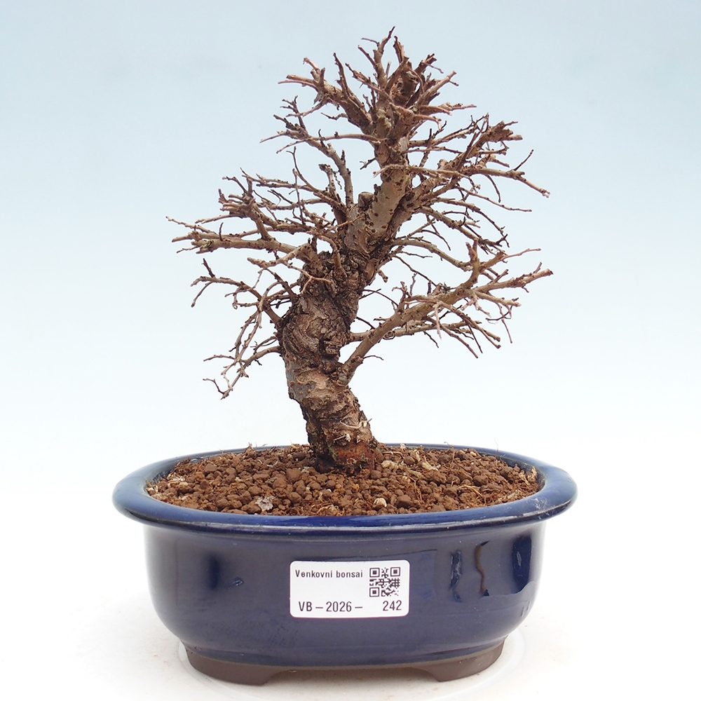 Bonsai für draußen - Zelkova - Zelkova NIRE