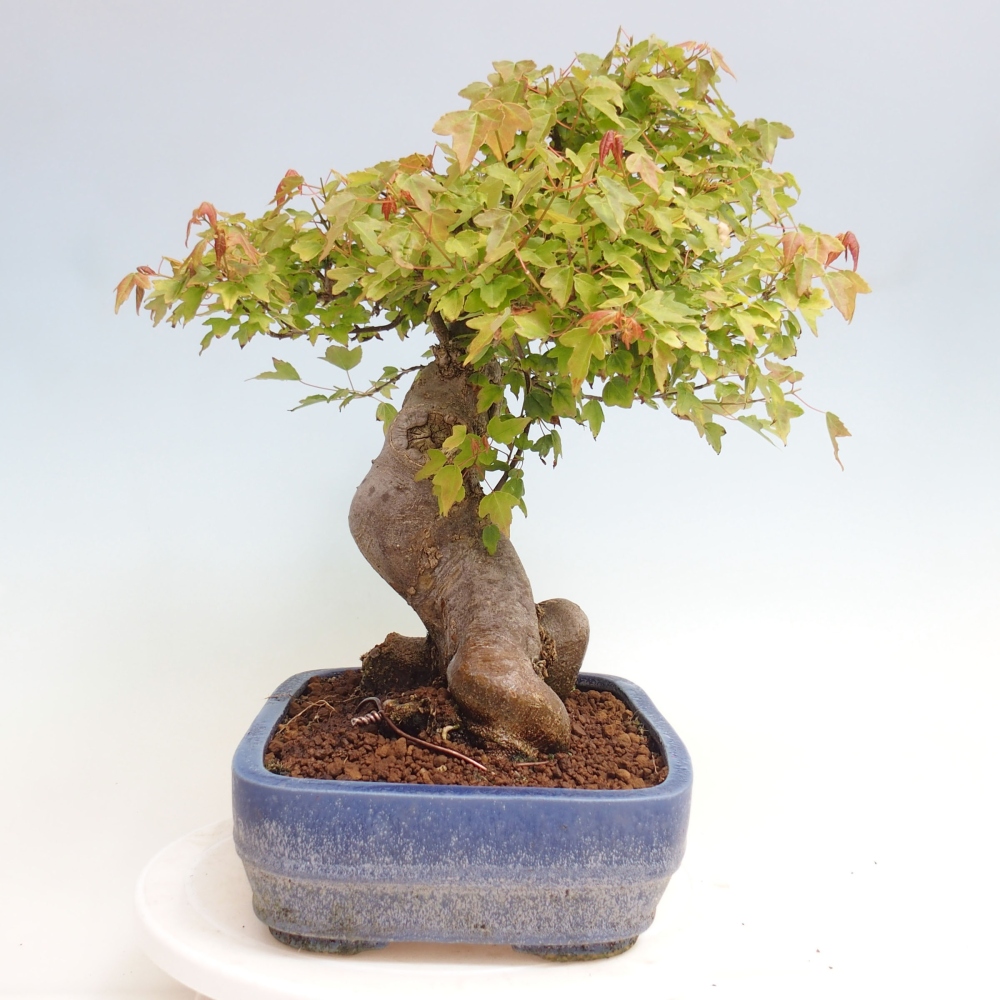 Bonsai für draußen - Acer Buergerianum - Bergahorn