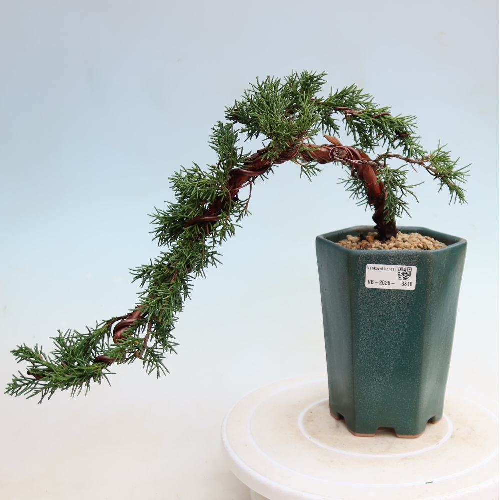 Bonsai für draußen - Juniperus chinensis Kishu