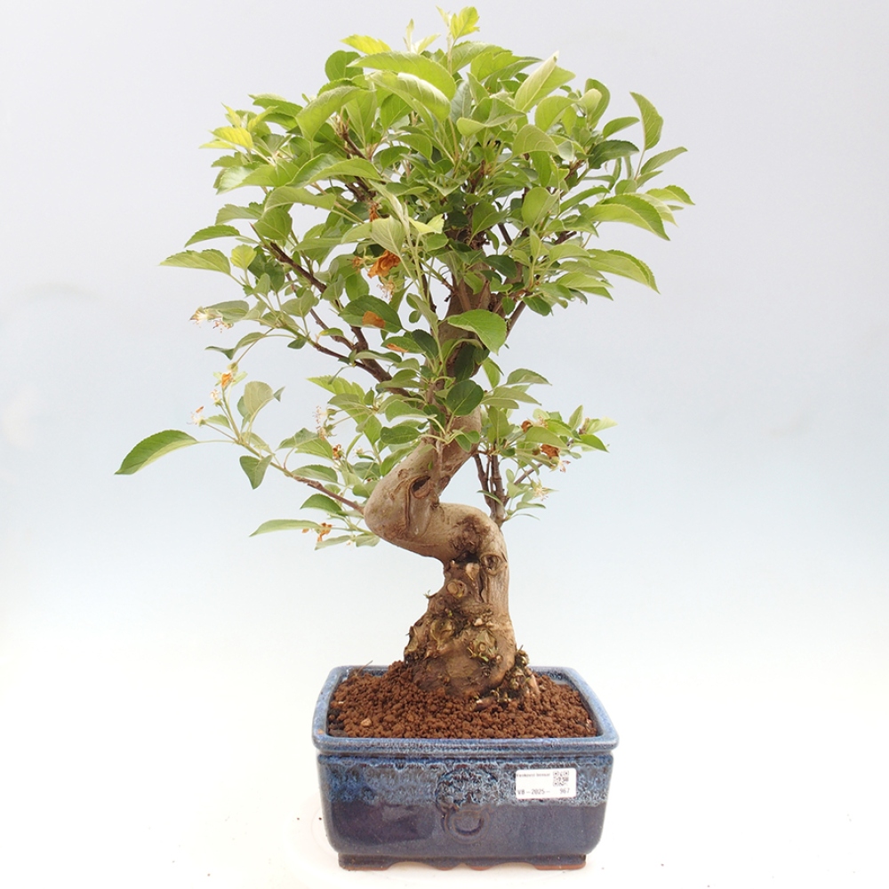 Outdoor-Bonsai -Malus halliana - Kleinfrüchtiger Apfelbaum