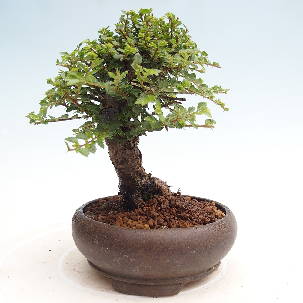 Bonsai für draußen - Ulmus parvifolia Hokkaido - Chinesische Ulme