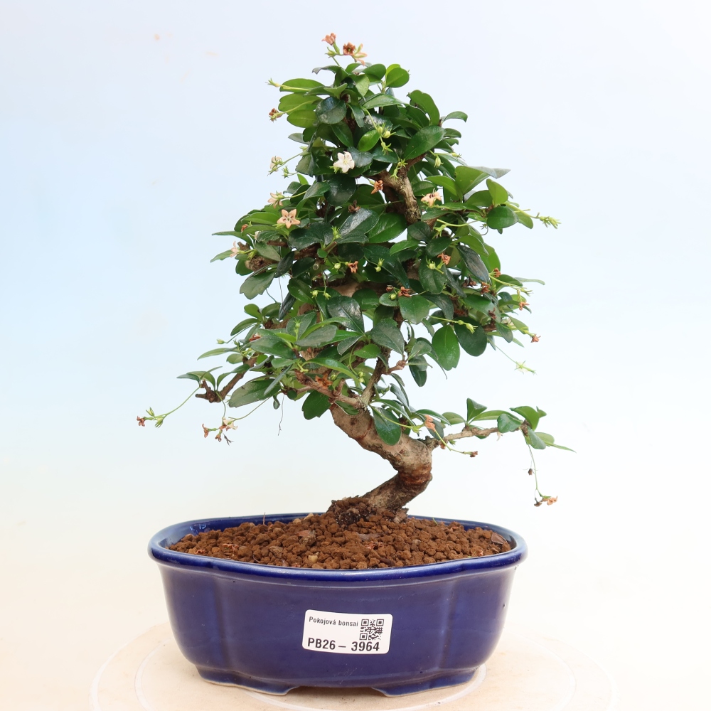 Zimmer-Bonsai - Carmona macrophylla - Tee-Fuki