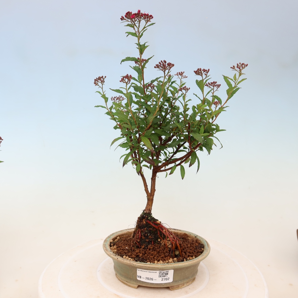 Bonsai für den Außenbereich – Japanische Spirea – Spirea japonica Anthony Waterer