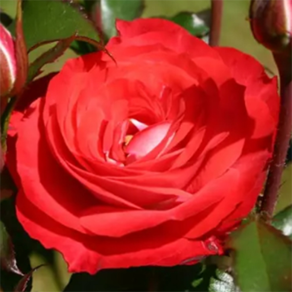 Bonsai für draußen - Rosa Kordes - Rose