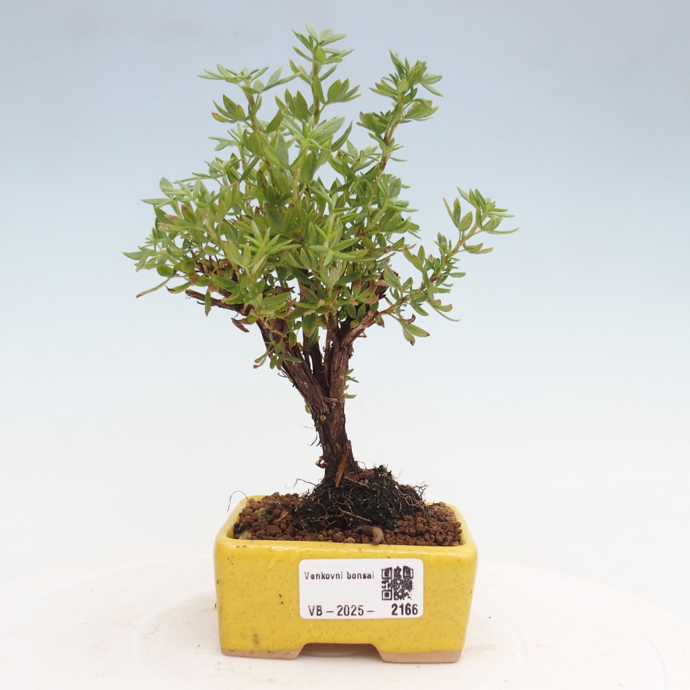 Bonsai für draußen - Potentila fruticosa gelber Vogel