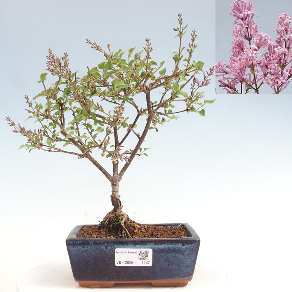 Bonsai für draußen - Syringa Meyeri Palibin - Meyer's Flieder