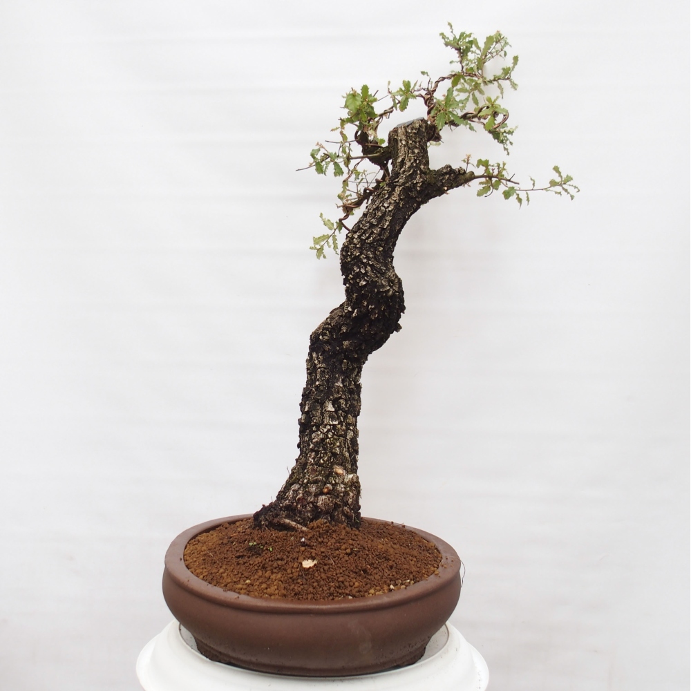 Yamadori - Quercus Ilex - Eichenstechpalme