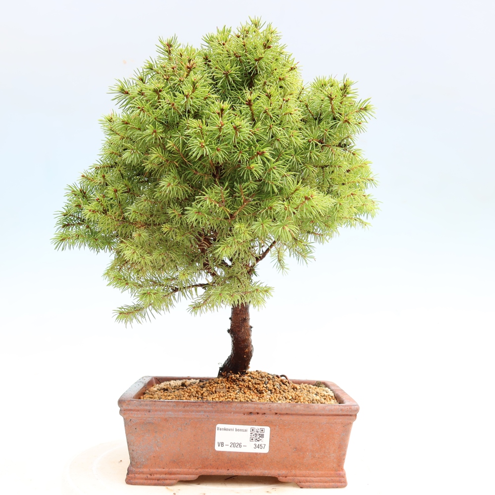 Bonsai für den Außenbereich – Graufichte – Picea glauca Globe