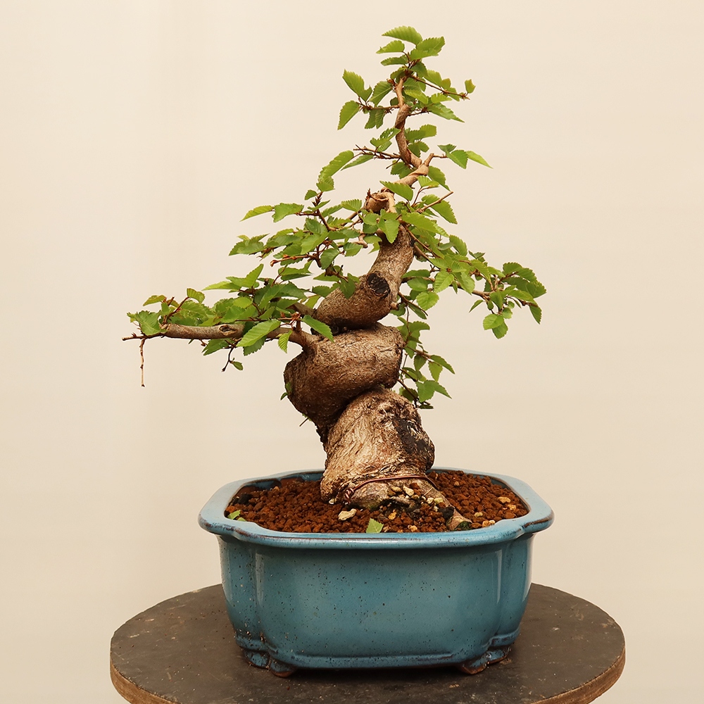 Bonsai für draußen - Karpinus Coreana - Koreanische Hainbuche