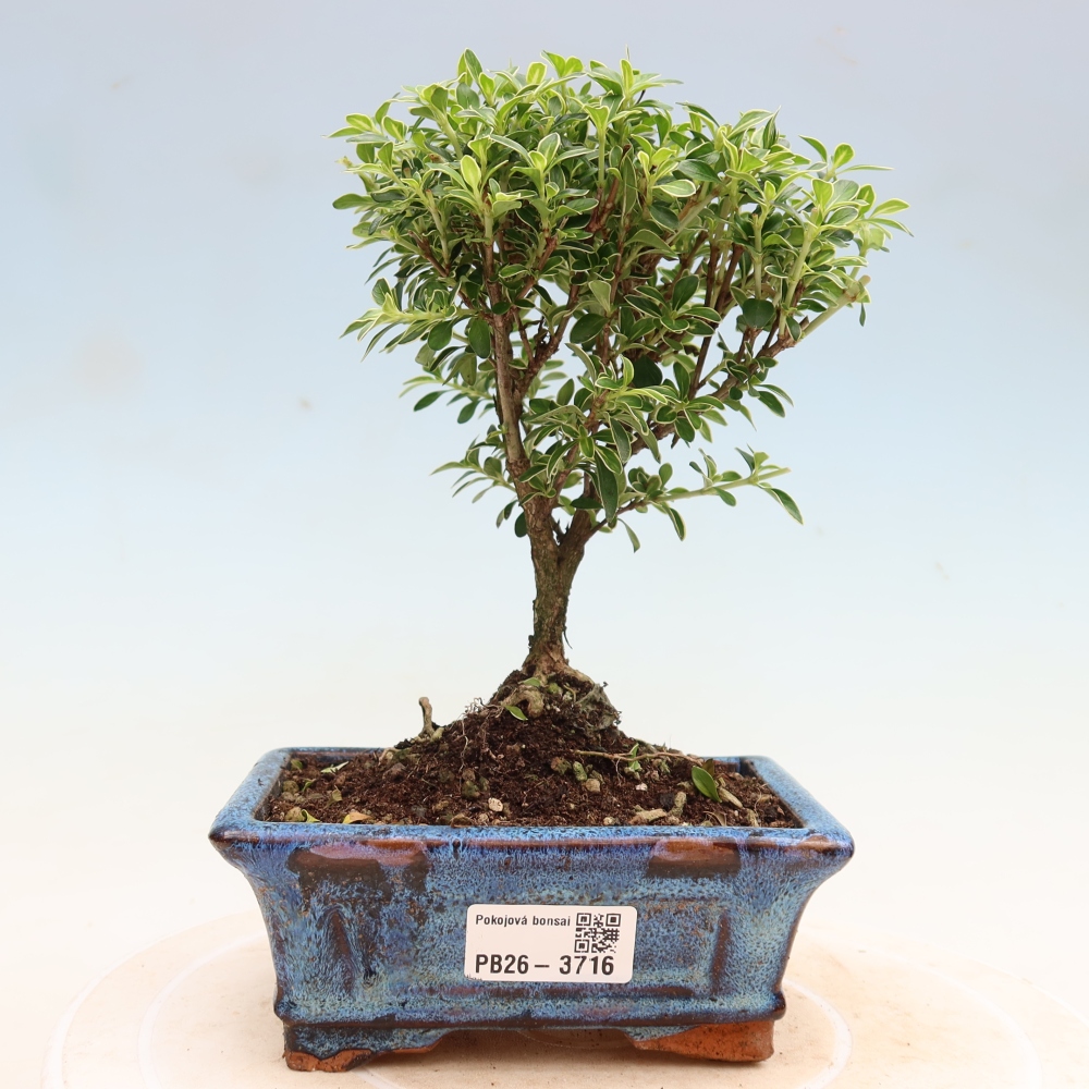 Zimmerbonsai - Serissa foetida Variegata - Baum der Tausend Sterne