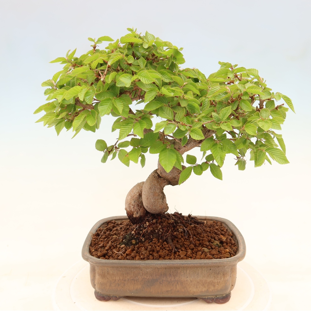 Bonsai für draußen - Karpinus Coreana - Koreanische Hainbuche