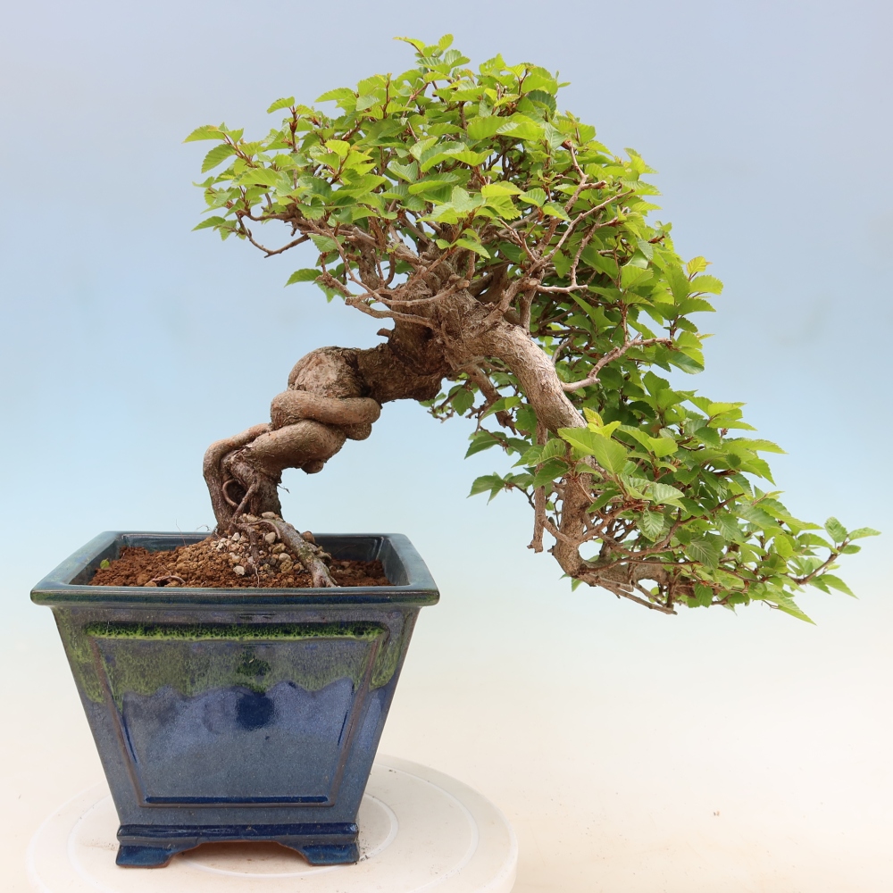 Bonsai für draußen - Karpinus Coreana - Koreanische Hainbuche