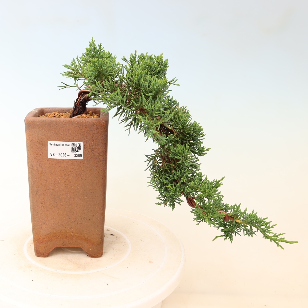 Bonsai für draußen - Juniperus chinensis Kishu