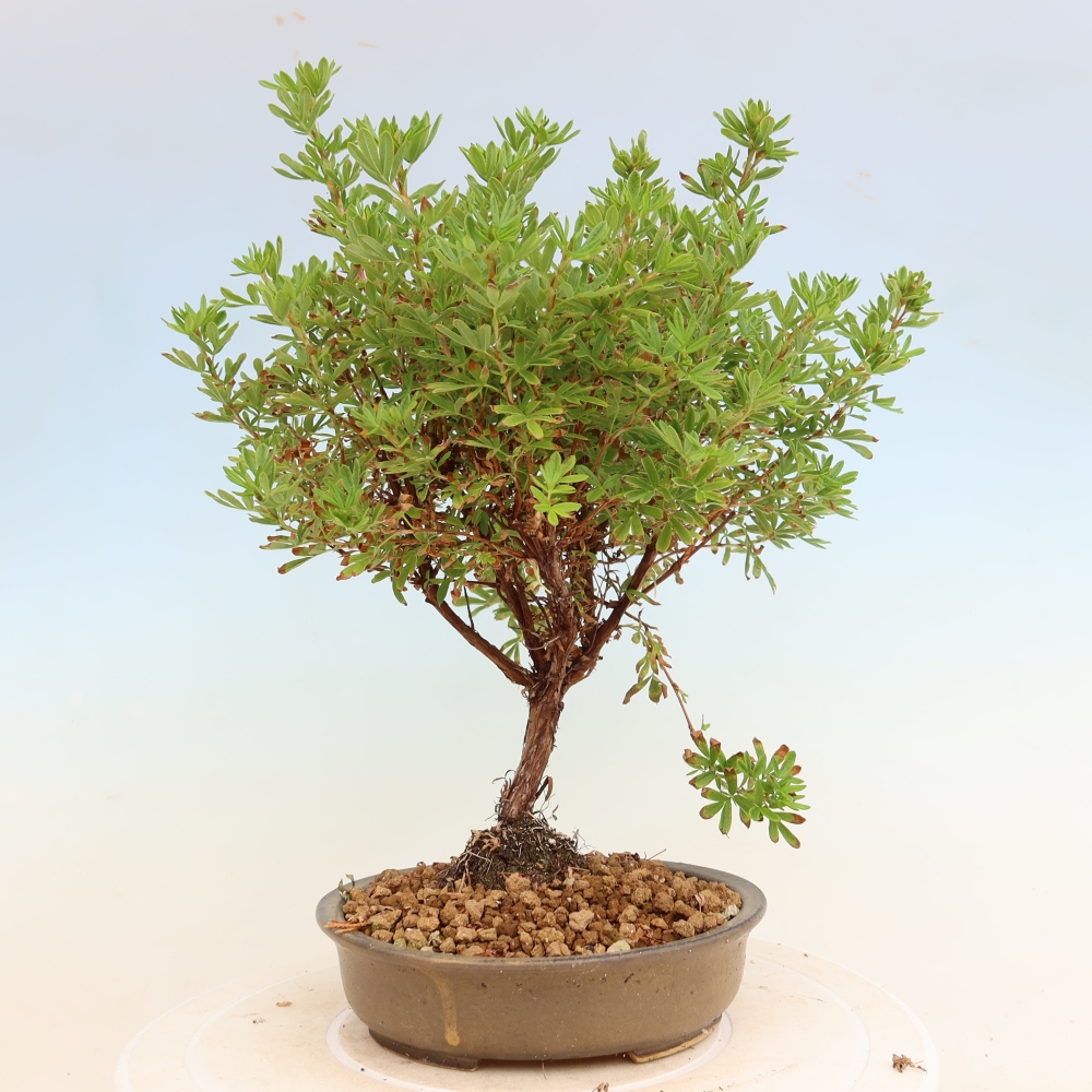 Bonsai für den Außenbereich – Strauch-Fingerkraut – Potentilla fruticosa Bellissima