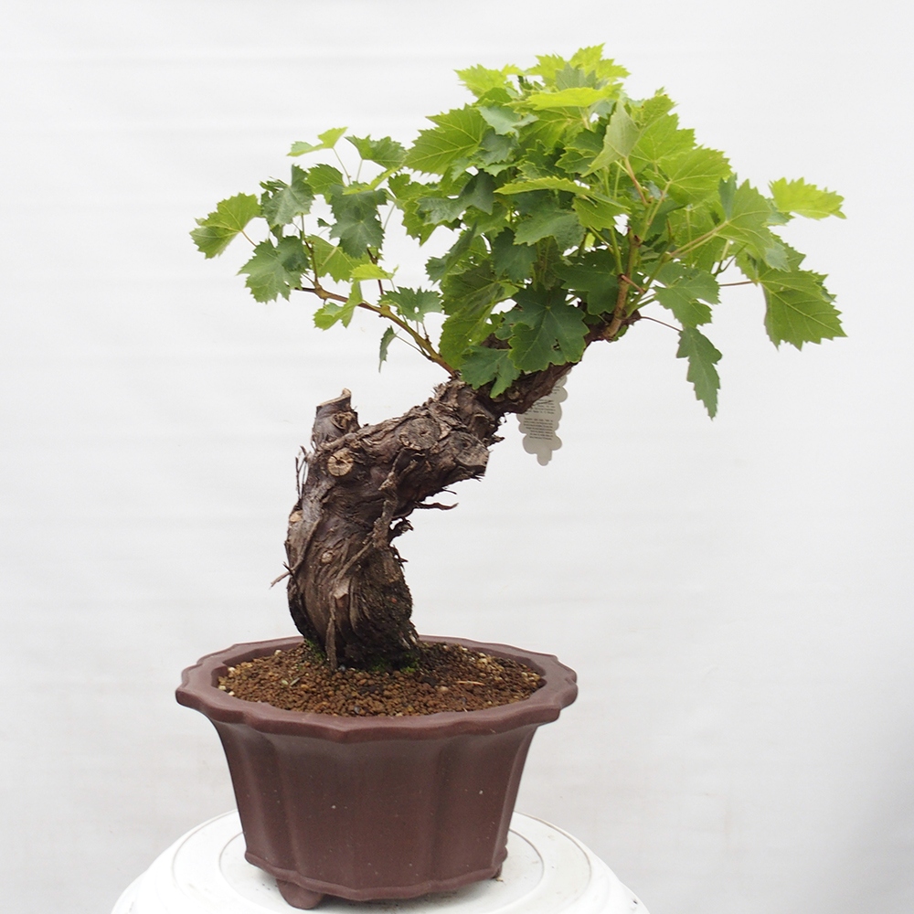 Bonsai für draußen - Vitis vinnifera MUSKAT ITALIA - Weinreben