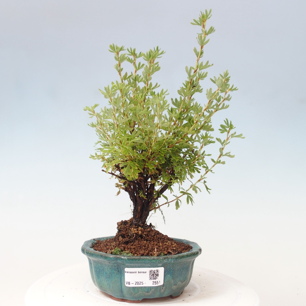 Bonsai für draußen - Potentila fruticosa gelber Vogel