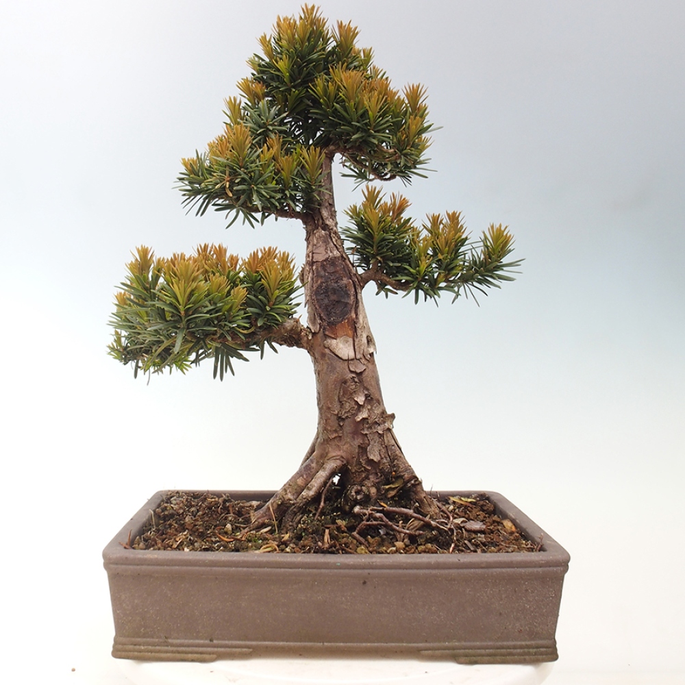 Bonsai für draußen - Taxus cuspidata - Japanische Eibe