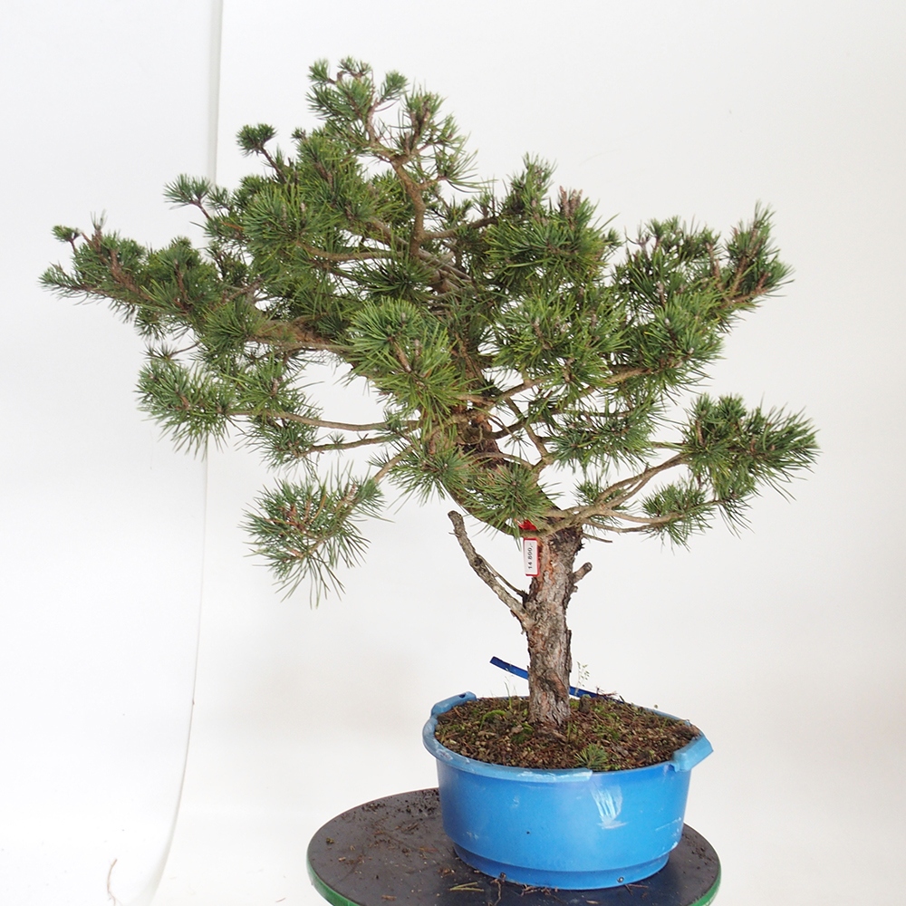 Yamadori - Pinus sylvestris Spanien