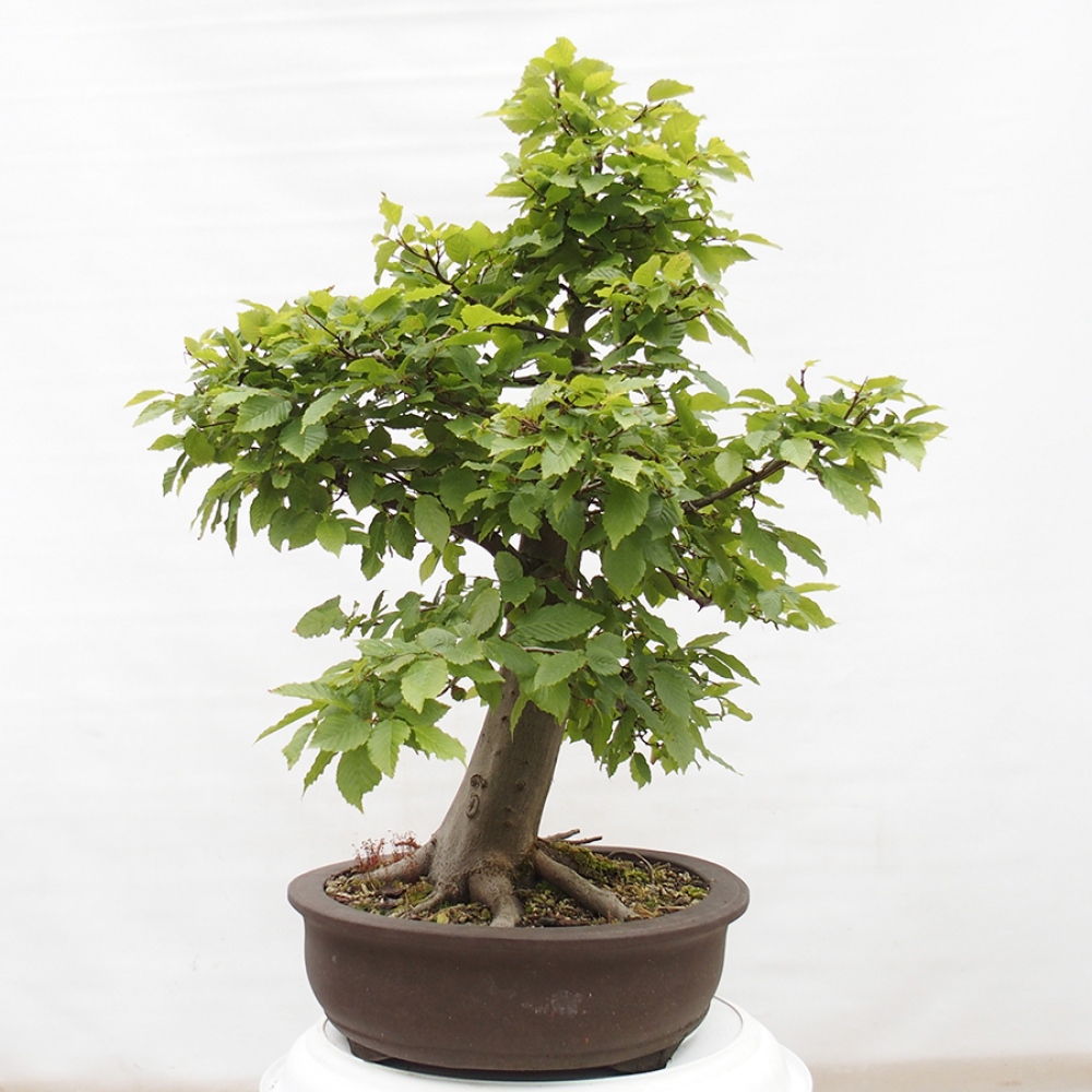 Bonsai für draußen - Hainbuche - Carpinus betulus