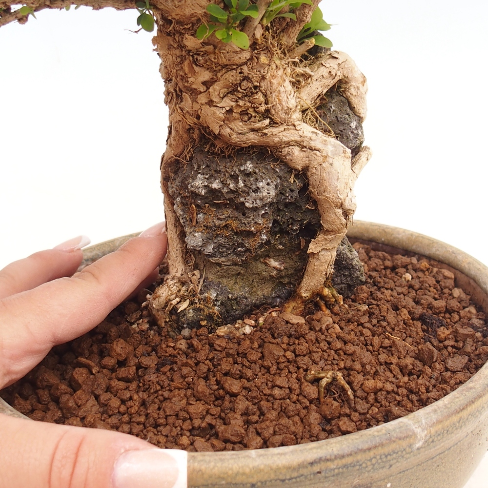 Bonsai für draußen - Berberis coreana