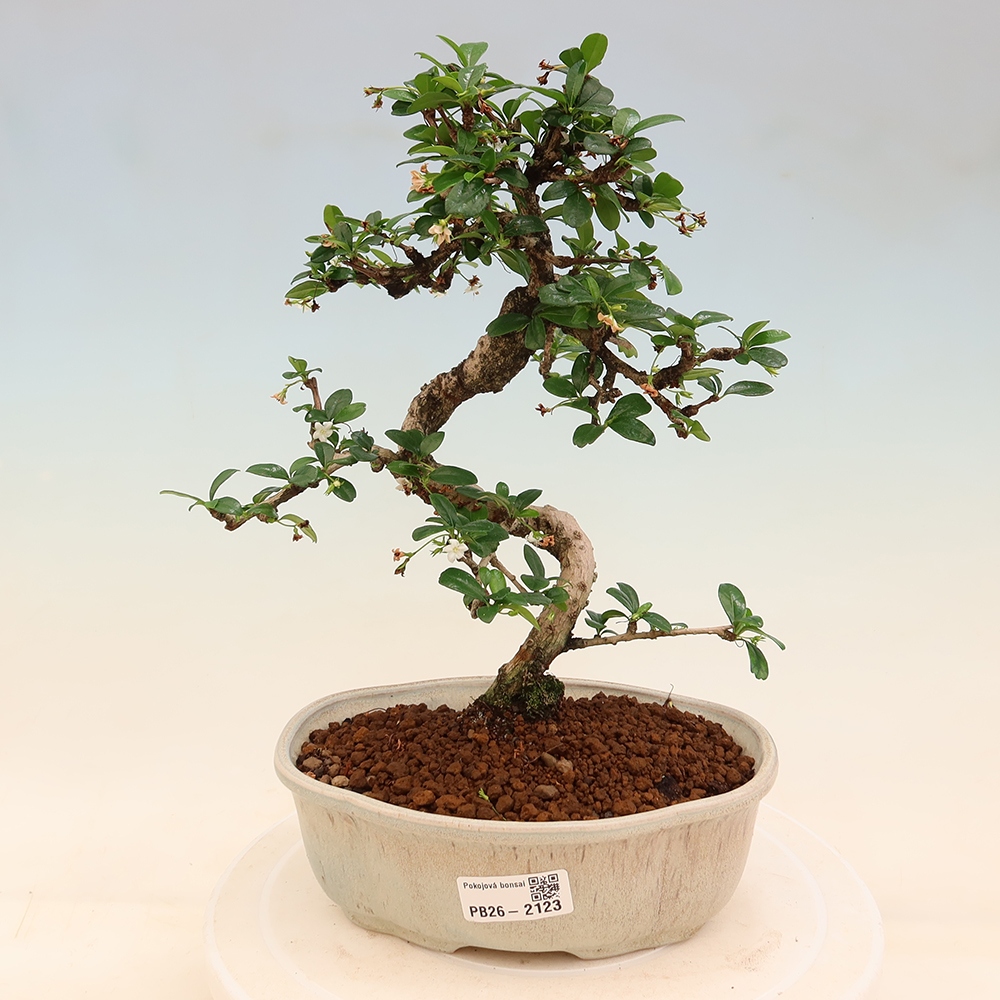 Zimmer-Bonsai - Carmona macrophylla - Tee-Fuki