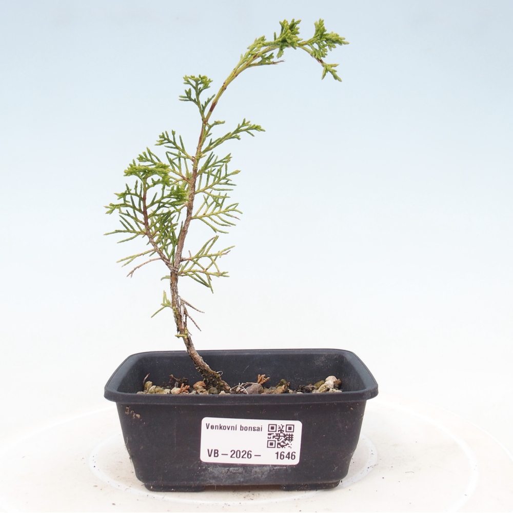 Bonsai für draußen - Juniperus chinensis Itoigawa