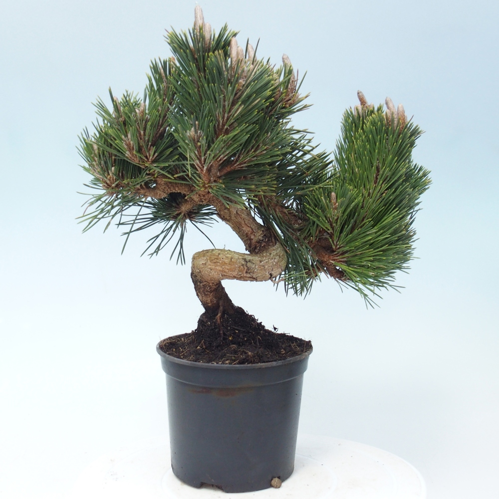 Bonsai für draußen - Pinus thunbergii senjyumaru - Thunberg-Kiefer