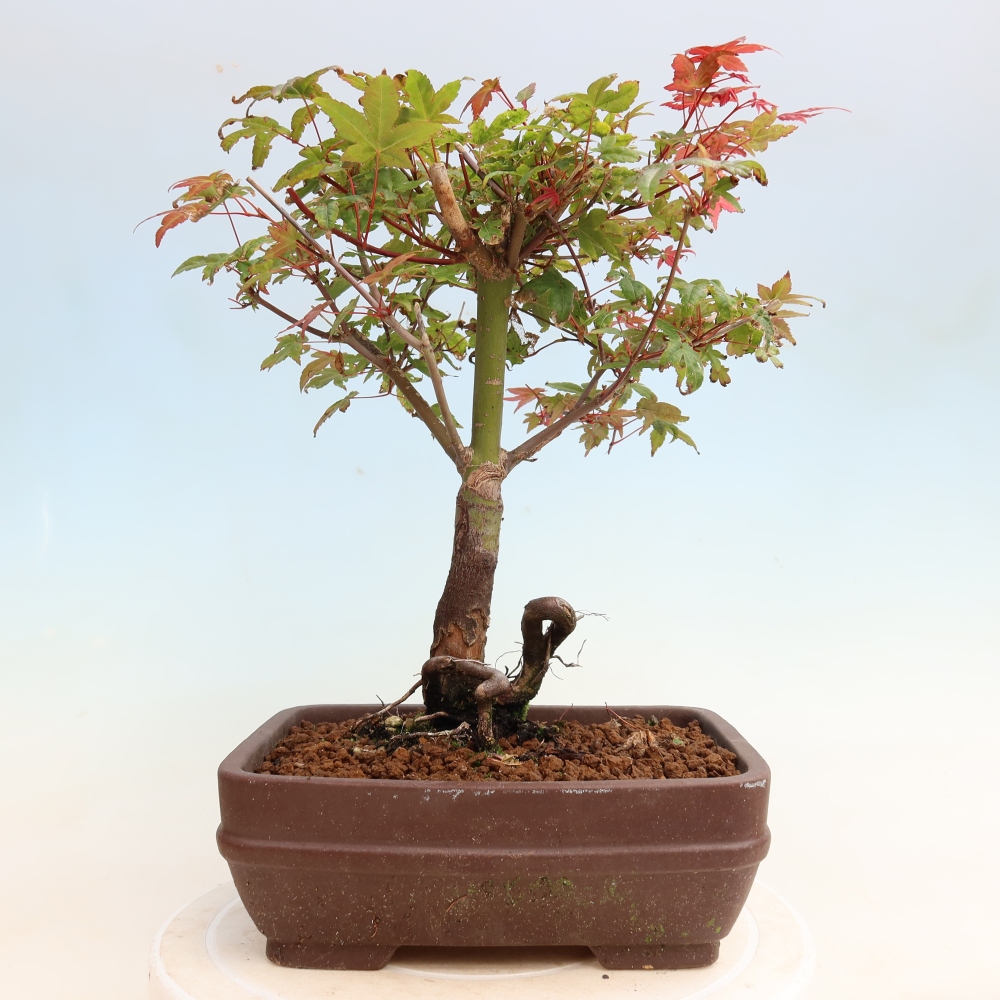 Bonsai für draußen - Acer palmatum DESHOJO