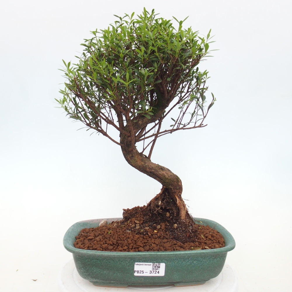 Zimmer Bonsai - Syzygium - Piment