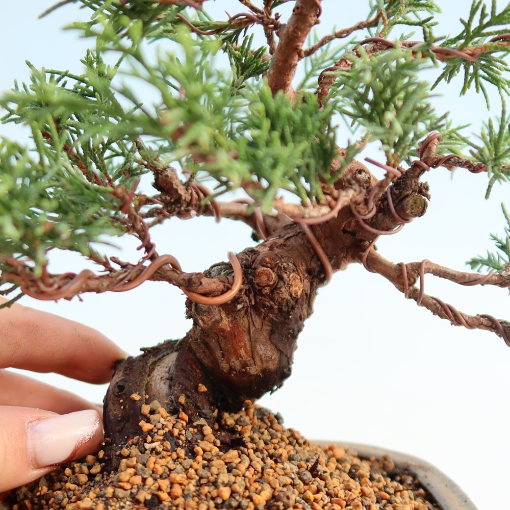 Bonsai für draußen - Juniperus chinensis Itoigawa