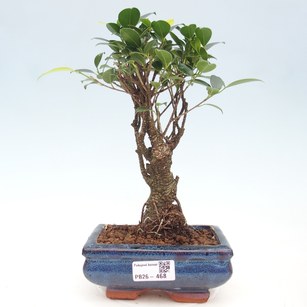 Zimmerbonsai - Ficus retusa - Kleinblättriger Ficus