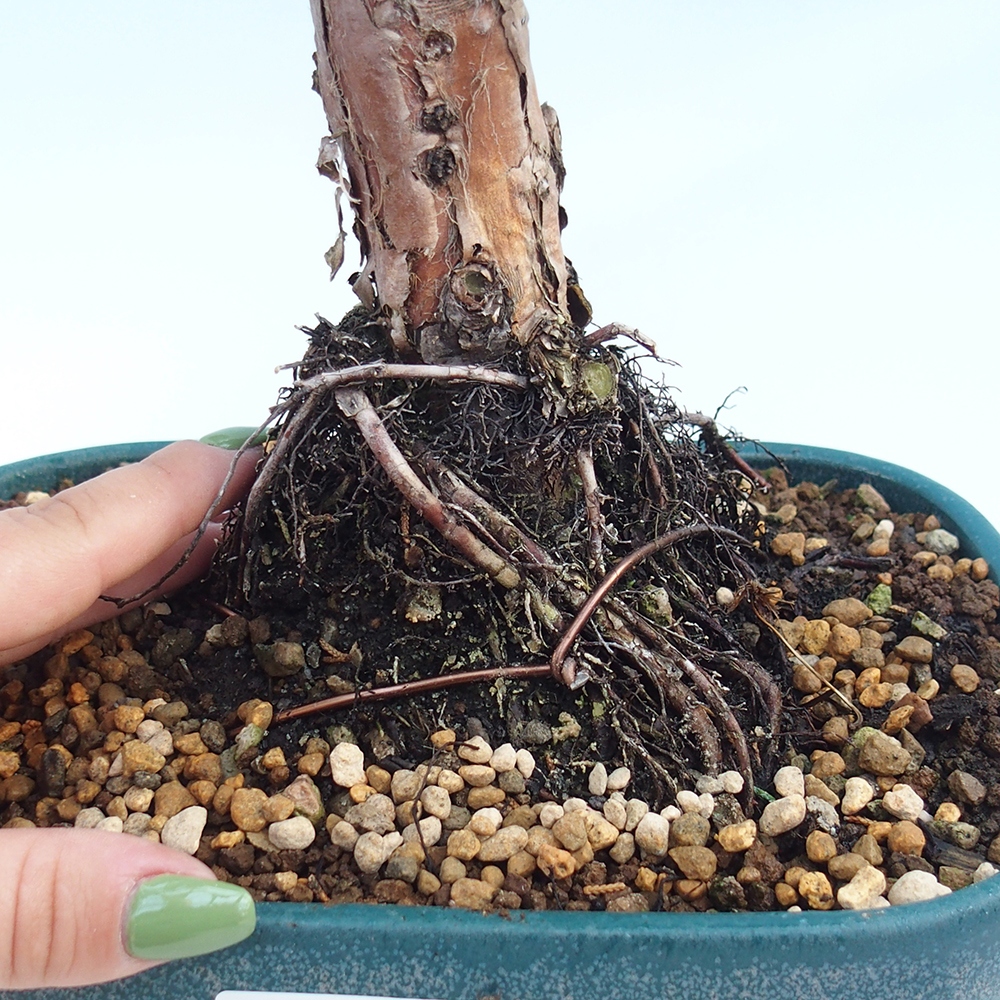 Bonsai für draußen - Juniperus chinensis Kishu
