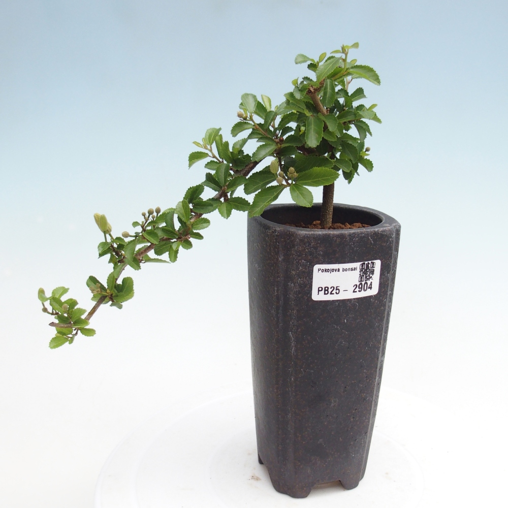 Zimmerbonsai - Grewia occidentalis - Lavendel Seestern