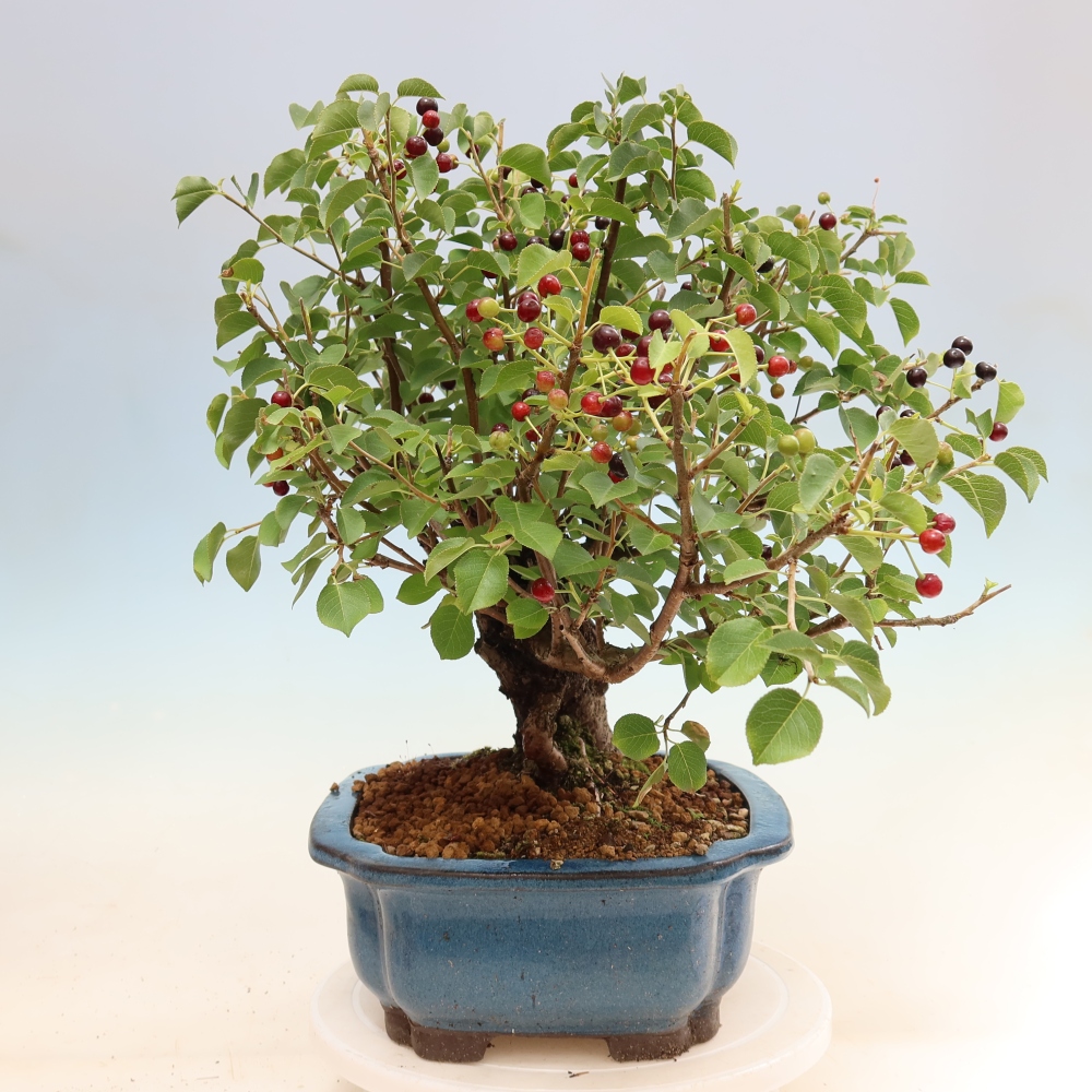 Bonsai für draußen - Mahalebka - Prunus mahaleb