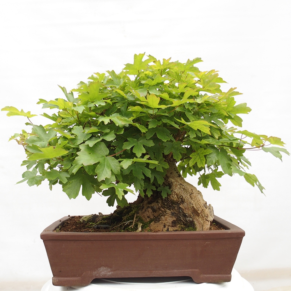 Bonsai für draußen -Javor babyka - Acer campestre