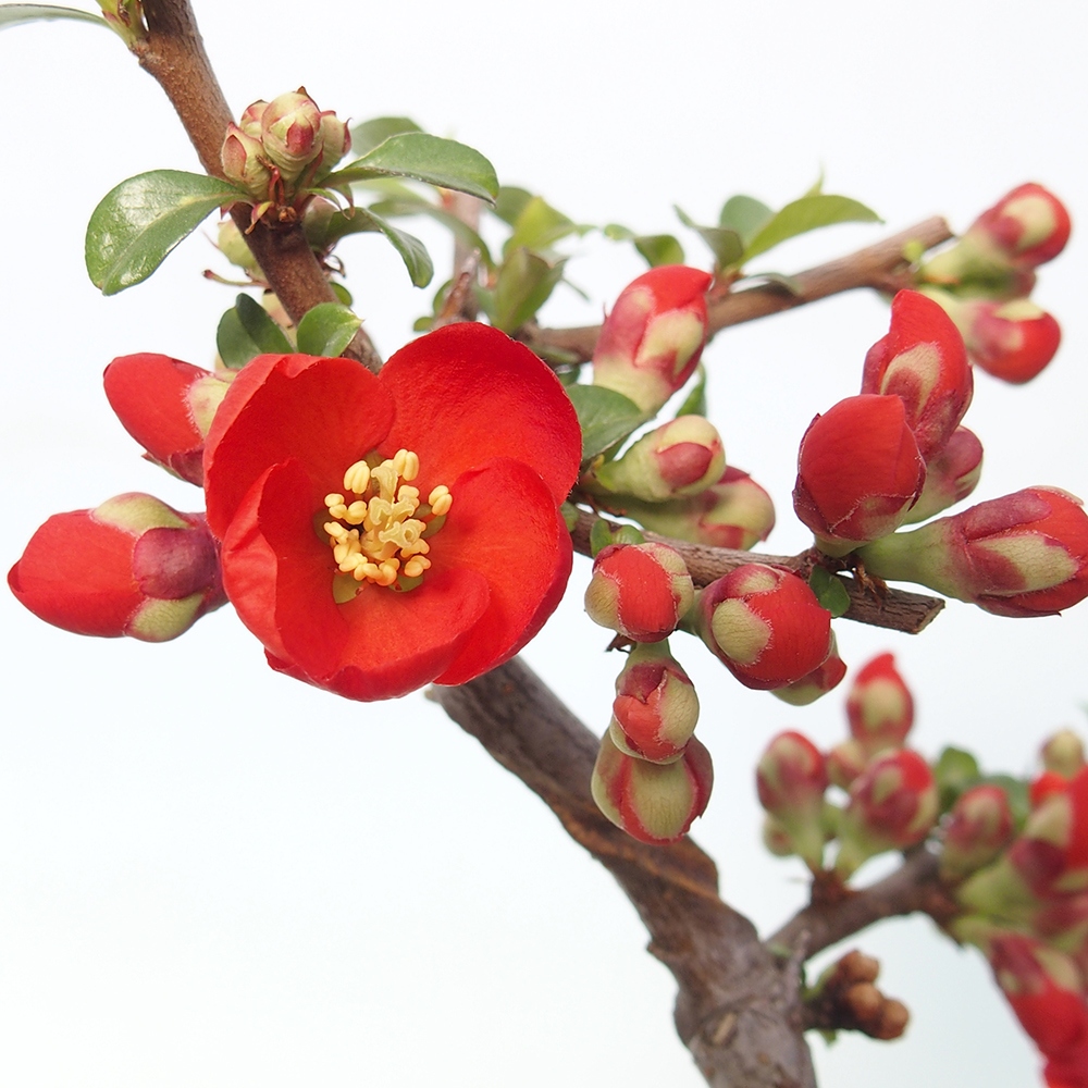 Bonsai für draußen - Chaneomeles sup. Nicoline - Quitte