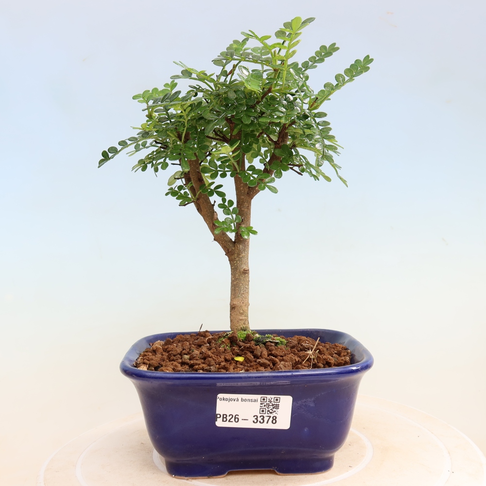 Zimmer Bonsai - Zantoxylum piperitum - Pfefferbaum
